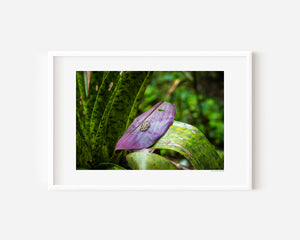Likely amphibian eggs suspended in translucent gel on a purple leaf, surrounded by lush green tropical foliage in Costa Rica.