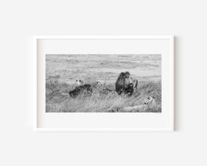 A group of lions resting together in the Ngorongoro Conservation Area, captured in a fine art wildlife photograph evoking strength and unity.