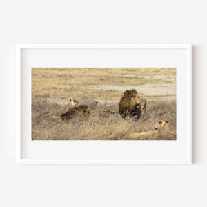 A group of lions resting together in the Ngorongoro Conservation Area, captured in a fine art wildlife photograph evoking strength and unity.