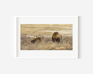 A group of lions resting together in the Ngorongoro Conservation Area, captured in a fine art wildlife photograph evoking strength and unity.