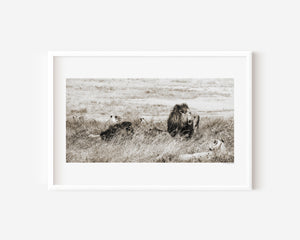 A group of lions resting together in the Ngorongoro Conservation Area, captured in a fine art wildlife photograph evoking strength and unity.