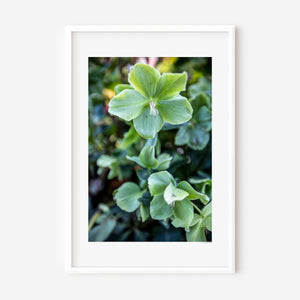 Green flower hellebore fine art photo showing delicate bloom, soft green tones, and botanical symmetry