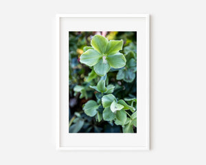 Green flower hellebore fine art photo showing delicate bloom, soft green tones, and botanical symmetry