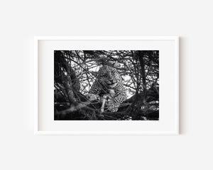 Leopard resting in a tree in Central Serengeti National Park, Tanzania — captured in a moment of stillness and quiet power. Fine art wildlife photography print.