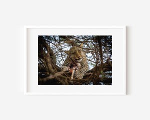 Leopard resting in a tree in Central Serengeti National Park, Tanzania — captured in a moment of stillness and quiet power. Fine art wildlife photography print.