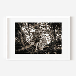 Leopard resting in a tree in Central Serengeti National Park, Tanzania — captured in a moment of stillness and quiet power. Fine art wildlife photography print.