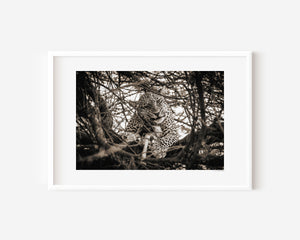 Leopard resting in a tree in Central Serengeti National Park, Tanzania — captured in a moment of stillness and quiet power. Fine art wildlife photography print.