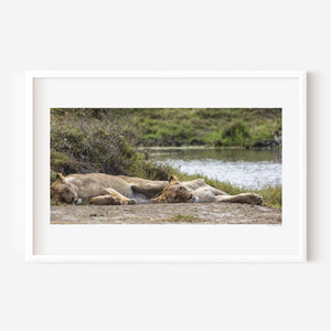 Two lionesses resting side by side in Ngorongoro, one asleep and one alert, captured in a fine art wildlife photograph of trust and protection.