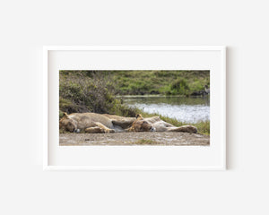 Two lionesses resting side by side in Ngorongoro, one asleep and one alert, captured in a fine art wildlife photograph of trust and protection.