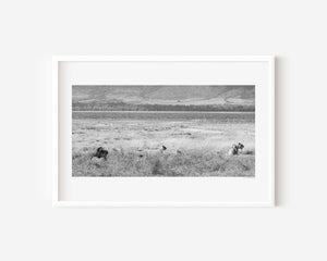 A lion pride in hunting formation, alert and focused in the grasslands of Ngorongoro Conservation Area, featured in a fine art wildlife photography print.