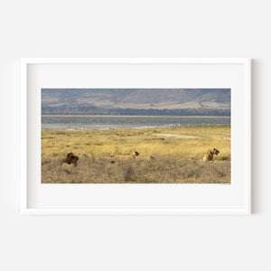 A lion pride in hunting formation, alert and focused in the grasslands of Ngorongoro Conservation Area, featured in a fine art wildlife photography print.