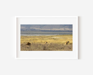 A lion pride in hunting formation, alert and focused in the grasslands of Ngorongoro Conservation Area, featured in a fine art wildlife photography print.