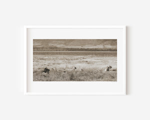 A lion pride in hunting formation, alert and focused in the grasslands of Ngorongoro Conservation Area, featured in a fine art wildlife photography print.