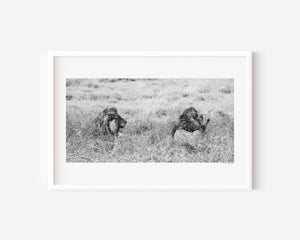 Two adult male lions lying side by side in the grass in Tanzania’s Ngorongoro Conservation Area, captured in a fine art wildlife photograph.