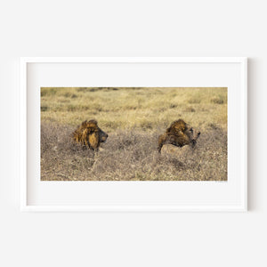 Two adult male lions lying side by side in the grass in Tanzania’s Ngorongoro Conservation Area, captured in a fine art wildlife photograph.