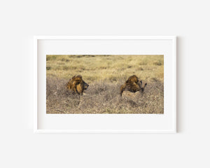 Two adult male lions lying side by side in the grass in Tanzania’s Ngorongoro Conservation Area, captured in a fine art wildlife photograph.