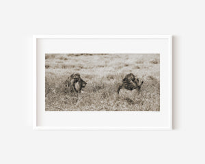Two adult male lions lying side by side in the grass in Tanzania’s Ngorongoro Conservation Area, captured in a fine art wildlife photograph.