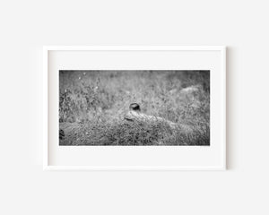 Lioness partially hidden in tall grass, with only her ear visible — Serengeti National Park, Tanzania. Fine art wildlife print capturing quiet strength and presence.