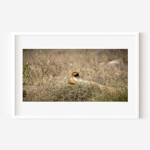 Lioness partially hidden in tall grass, with only her ear visible — Serengeti National Park, Tanzania. Fine art wildlife print capturing quiet strength and presence.