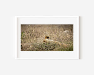 Lioness partially hidden in tall grass, with only her ear visible — Serengeti National Park, Tanzania. Fine art wildlife print capturing quiet strength and presence.