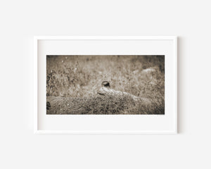 Lioness partially hidden in tall grass, with only her ear visible — Serengeti National Park, Tanzania. Fine art wildlife print capturing quiet strength and presence.
