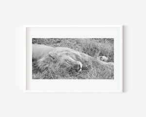Sleeping male lion in the Serengeti, captured in a fine art wildlife photography print