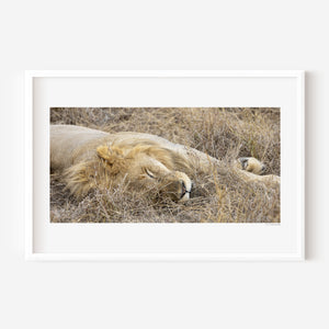 Sleeping male lion in the Serengeti, captured in a fine art wildlife photography print