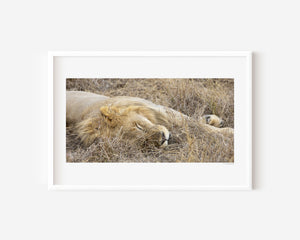 Sleeping male lion in the Serengeti, captured in a fine art wildlife photography print