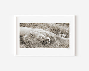 Sleeping male lion in the Serengeti, captured in a fine art wildlife photography print