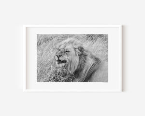 Confident male lion lying down in the Serengeti, with a relaxed expression — fine art wildlife photography print