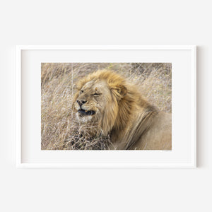 Confident male lion lying down in the Serengeti, with a relaxed expression — fine art wildlife photography print