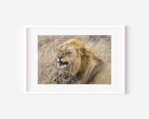 Confident male lion lying down in the Serengeti, with a relaxed expression — fine art wildlife photography print