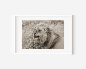 Confident male lion lying down in the Serengeti, with a relaxed expression — fine art wildlife photography print