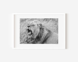 Male lion mid-yawn in Serengeti National Park, Tanzania — reclined but alert. Fine art wildlife print capturing the tension between rest and raw power.
