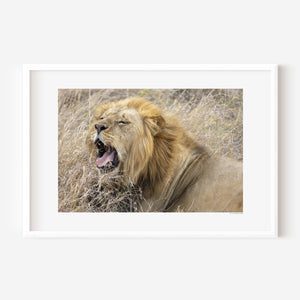 Male lion mid-yawn in Serengeti National Park, Tanzania — reclined but alert. Fine art wildlife print capturing the tension between rest and raw power.