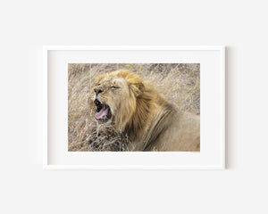 Male lion mid-yawn in Serengeti National Park, Tanzania — reclined but alert. Fine art wildlife print capturing the tension between rest and raw power.