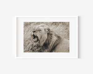 Male lion mid-yawn in Serengeti National Park, Tanzania — reclined but alert. Fine art wildlife print capturing the tension between rest and raw power.