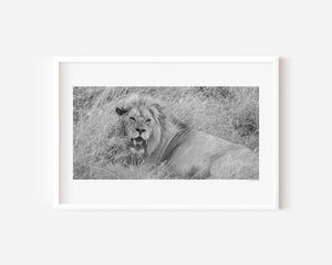 Male lion resting upright in Serengeti National Park, Tanzania — calm yet alert. Fine art wildlife print capturing quiet strength and focused presence.