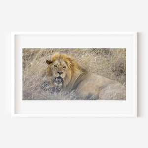 Male lion resting upright in Serengeti National Park, Tanzania — calm yet alert. Fine art wildlife print capturing quiet strength and focused presence.