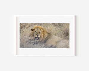 Male lion resting upright in Serengeti National Park, Tanzania — calm yet alert. Fine art wildlife print capturing quiet strength and focused presence.