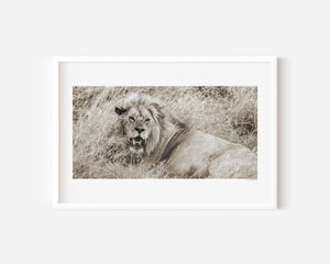 Male lion resting upright in Serengeti National Park, Tanzania — calm yet alert. Fine art wildlife print capturing quiet strength and focused presence.