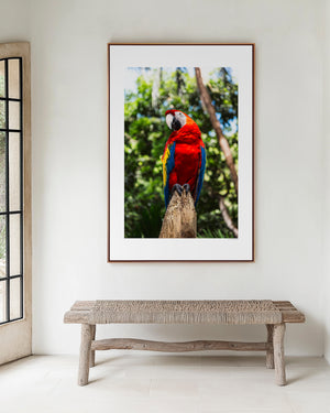 Fine art photograph of a Scarlet Macaw perched gracefully, showing vibrant red plumage, detailed feathers, and a poised, elegant wildlife moment.