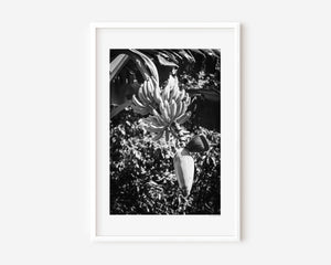 Musa Roja red banana bloom with clusters of bananas above, tropical leaves and light creating a serene, sculptural composition, fine art photography.