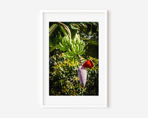 Musa Roja red banana bloom with clusters of bananas above, tropical leaves and light creating a serene, sculptural composition, fine art photography.
