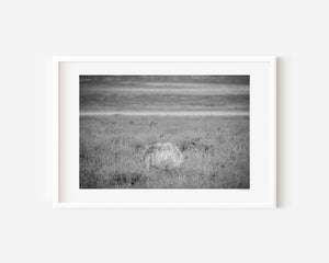 Masai ostrich body partially hidden in tall grass, Ngorongoro National Park, Tanzania.