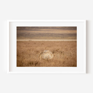 Masai ostrich body partially hidden in tall grass, Ngorongoro National Park, Tanzania.
