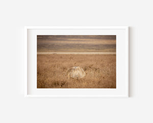 Masai ostrich body partially hidden in tall grass, Ngorongoro National Park, Tanzania.