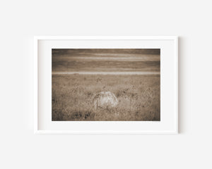 Masai ostrich body partially hidden in tall grass, Ngorongoro National Park, Tanzania.