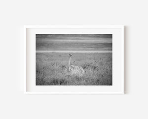 A fine art ostrich photograph from Tanzania’s Ngorongoro, capturing the alert gaze of a Masai ostrich rising from the grass.