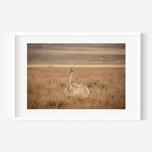 A fine art ostrich photograph from Tanzania’s Ngorongoro, capturing the alert gaze of a Masai ostrich rising from the grass.